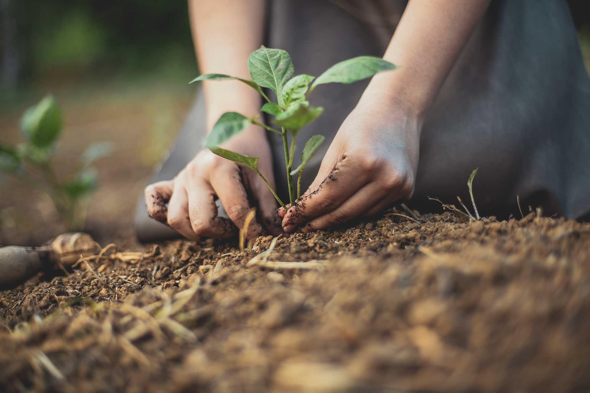 Check Office - Sustentabilidade